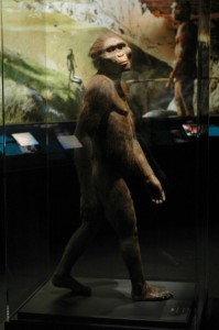 Naučna rekonstrukcija kako bi Lusi (Australopitek Afarensis) izgledala u stvarnom životu