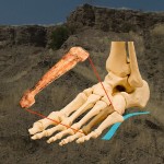 Navodna kost stopala Australopiteka Afarensis